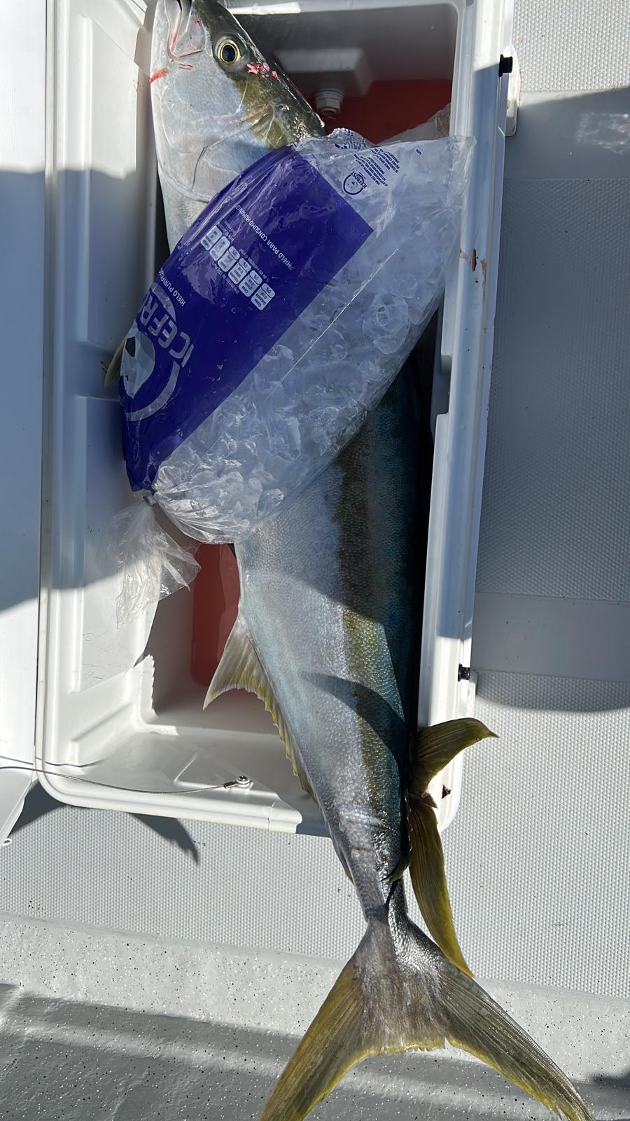 Yellowtail iced down in the cooler after a trip